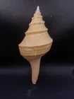 Syrinx aruanus 250mm seashell. Australian trumpet Sea shell. #16953