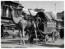 Inde, Delhi, Charrette à chameau, Vintage print, ca.1920 Tirage vintage. Tirag