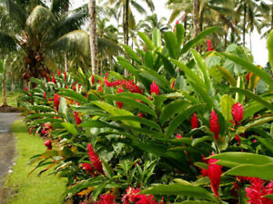 1 Rhizome Alpinia Purpurata Schum Red Ginger Plant Rare Plants Ebay