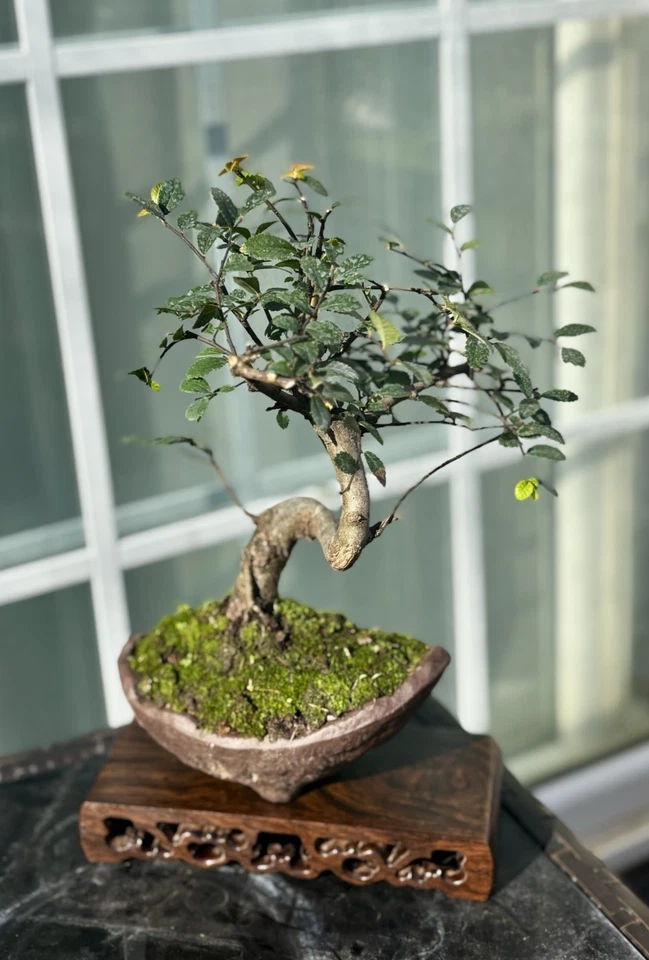 CHINESE ELM BONSAI TREE IN PREMIUM  DRAGON POT- FREE SHIPPING - Image 3 of 4