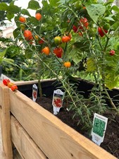 Jalape o Peppers And Sweet Peppers