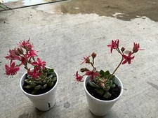 Graptopetalum tacitus bellus super star cactus Cacti Succulent real live plant