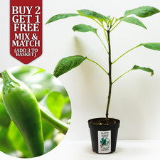 Jalapeno Chilli Pepper Potted XXL Plug Plant 20-25cm Tall -