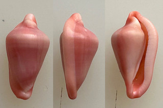 Conchiglia Shell : dentiovula horai