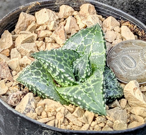 Haworthia venosa v tesselata WHITE TOOTH 🦷 Haworthiopsis succulent Gasteria fam - Picture 6 of 6