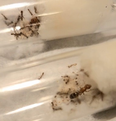 Dorymyrmex Bureni Queen Ant + Workers and Brood! - Natural Art