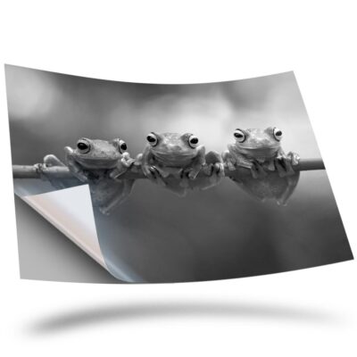 1 x Vinyl Sticker A2 - BW - Tree Frogs Java Flying Frog Branch #36805 ...