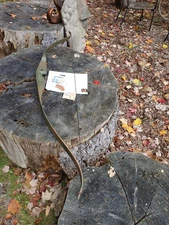 Vintage Bear Archery Tigercat recurve 47# 1967 Factory camo