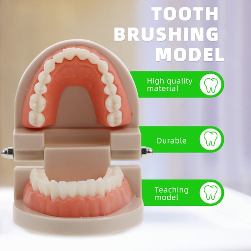 2 Sets Early Childhood Education Brushing and Washing Tools Oral Tooth Model - Bild 2 von 12