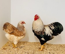Bruteier - Zwerg Wyandotten - lachsfarbig