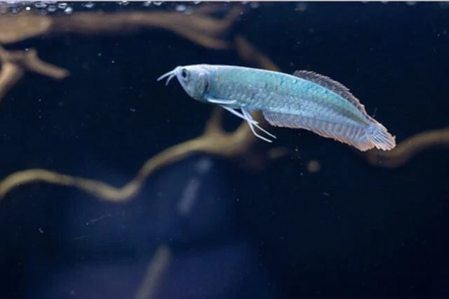 Silver Blueberry Arowana 6–7” – Rare Live Freshwater Predator Fish for Aquarium - Image 2 of 2