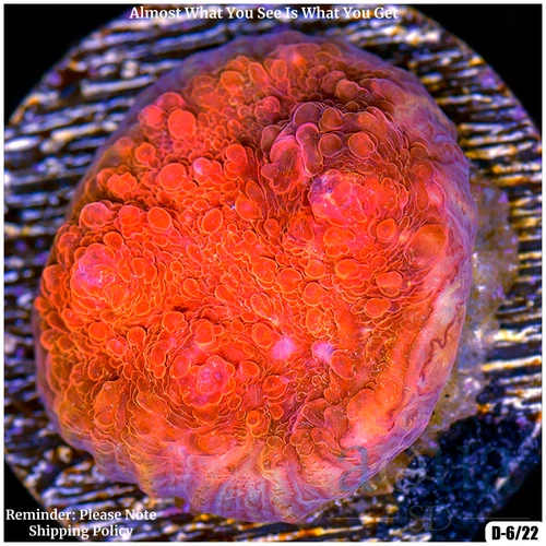 041 AquaSD Live Corals/Frags - Bed Of Roses Chalice - Aqua SD
