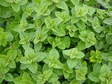 Greek Oregano, Winter Marjoram, Herb, NON-GMO, Variety Sizes, FREE SHIPPING