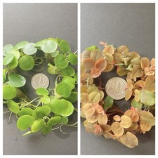 Combo 30 leaves Red Root  30 leaves Amazon frogbit.Buy 2 Get 1 Free