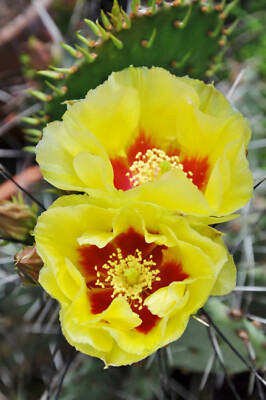1 x Feigen-Kaktus, winterhart bis -20 Grad - Opuntia macrocentra, Kakteen |  eBay.de