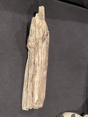 Gulf Of America Drift Wood With Corals Attached Galveston TX Area