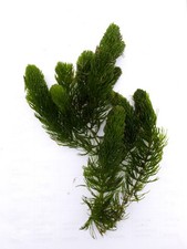 Hornwort Ceratophyllum Oxygenation Pond Plant Large Bunch 