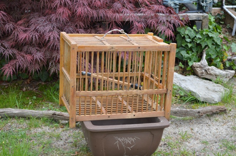 Spectacled Thrush HOAMI Sun Ma Bamboo Bird Bath Cage Rare Antique Softbill China