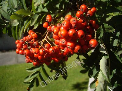 Photo 6x4 In a Torphins garden in August (2) Rowan berries ripening. c2011