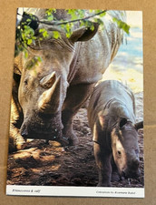 1993 USED POSTCARD - RHINOCEROS AND CALF