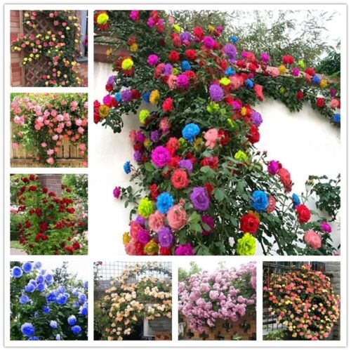 20 CLIMBER ROSE FLOWER SEEDS rare exotic rambling plant garden bush vine trellis - Picture 1 of 35