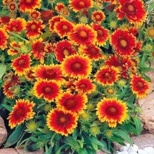 200+BLANKET FLOWER Seeds Native Wildflower Perennial Drought Heat Container Easy