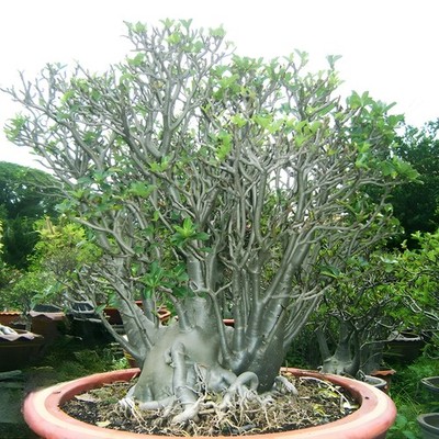 Adenium Arabicum Thai Desert Rose '' RAA-CHI-NEE-PAN-DOK '' Perennial Tree 25seeds
