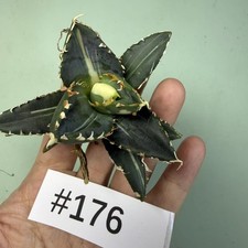 Sale Rare plant Cacti Agave titanota werewolf Variegate WYSIWYG Self Rooted