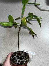 Spanish Lime Mamoncillo quenepa 4 Inch Pot Seed Grown 