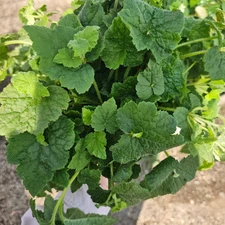 Live Piggyback Plant - Unique Caudex Succulent - 4" Pot