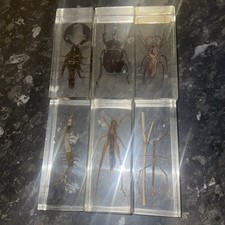 Bundle 6 Bugs Beetles Insects Spider Scorpion Taxidermy Joblot Specimen Resin
