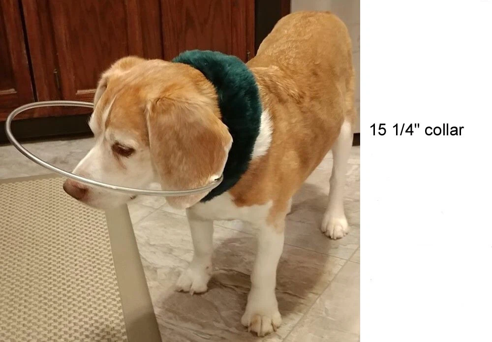 Blind Dog Bumper Collar 15 to 15 3/4 neck, orange fur STANDARD halo face  hoop | eBay