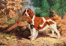 WELSH SPRINGER SPANIEL DOG CARD GREETING NOTE CARD