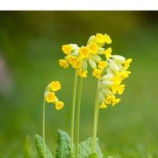 Primula Veris Plug Plants Yellow Flowers, Fragrant, Perennial Cowslip, Pack