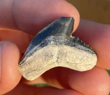 HUGE 1.19” TIGER SHARK TOOTH FOSSIL GOLDEN BEACH FLORIDA