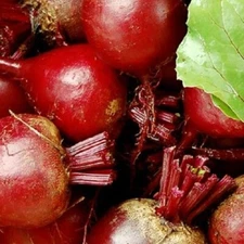 Dark Red Detroit Beet Seeds | NON-GMO Beet Seeds | Fresh Heirloom Garden Seeds