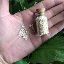 OKINAWA Japanese Star Sand 7ml Glass vial Collectible Curio oddity