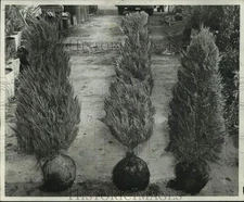 1966 Press Photo Juniper Plants - Burki, Virginiana Glauca, and Canaerti