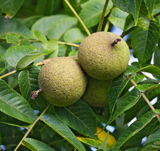 Black Walnut Tree Juglans nigra Sapling - 2Lt Pot 60-100cm XL Edible Fruit Plant