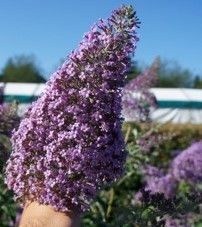 Buddleia davidii Gulliver pour fleurir un sol sec avec l'arbre aux papillons