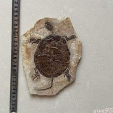 Manchurian Turtle Fossil Jurassic Paleontological Fossil Collection
