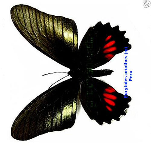 Butterfly - Papilionidae - Eurytides ariarathes (m) - Peru - Picture 3 of 3