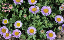 MAUVE LILAC BEACH ASTER SEEDS PERENNIAL FLOWER SEEDS ERIGERON GLAUCUS PURPLE