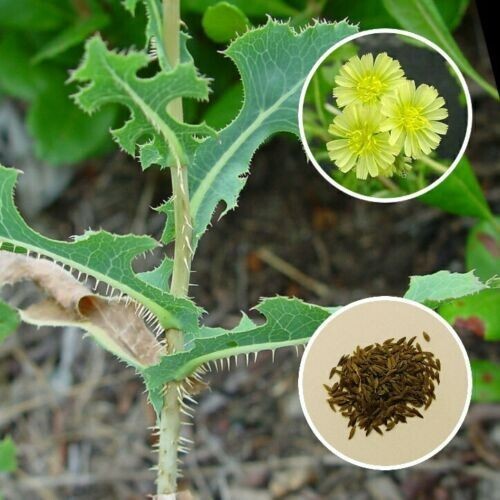 Semi di fico di lattuga (Lactuca serriola) - Foto 1 di 3