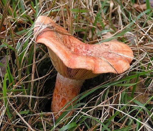 Saffron milk cap(Red pine mushroom) spores spawn/mycelium (on dry seeds) - Picture 1 of 3