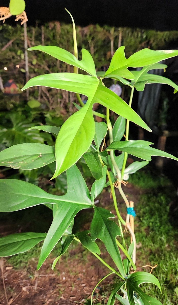 Philodendron quercifolium Glad Hands Plant in 4" Pot 28" Tall 17" Wide |  eBay