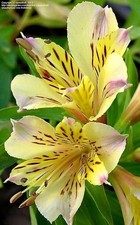 Pretty Imported Double Alstroemeria Yellow Flower bulbs Pack Of 2 Bulbs