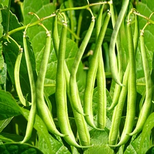 Masai French Filet Bean (Haricot Vert) Seeds - For 2025 Planting Haricots Verts