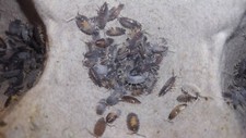 30 Porcellionides Pruinosus Oreo Isopods Free Shipping