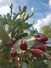 1 nice pad Nopal prickly pear cactus Tuna roja Opuntia Ficus-Indica South Texas